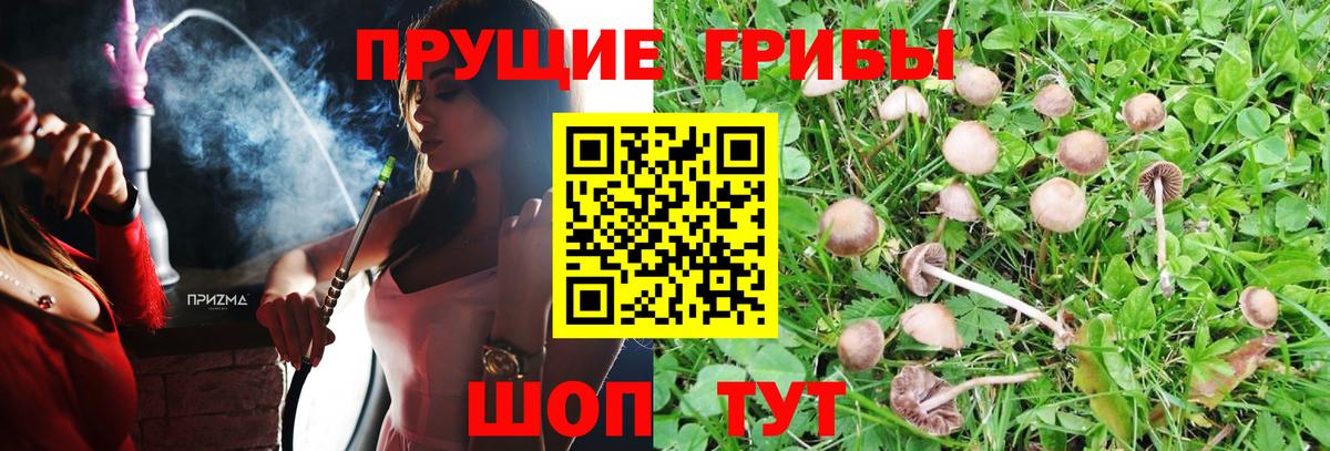 Галлюциногенные грибы Cubensis Полевской